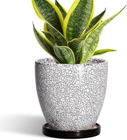 Ceramic Plant Pots