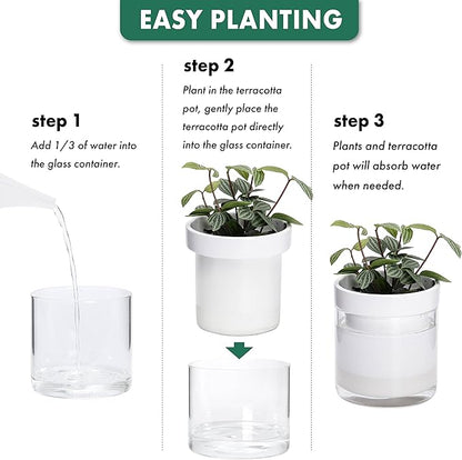 Phoenix Vine 6 Inch 4 Inch Self Watering Planter