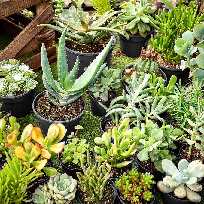 RAOOKIF 50 Pack Nursery Pots, 3 Inch Nursery Pot