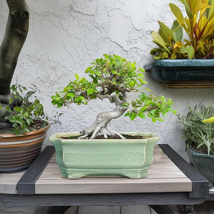 Bonsai Tree Pot 11.6 Inch