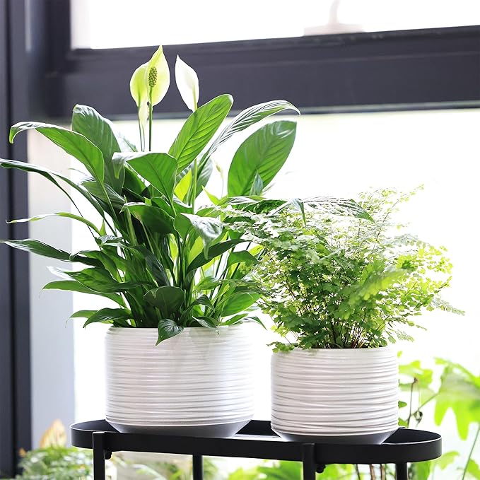 8 Inch + 6 Inch Ceramic Plant Pots Indoor