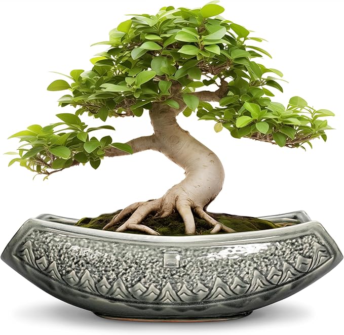 Bonsai Pots 18 Inch