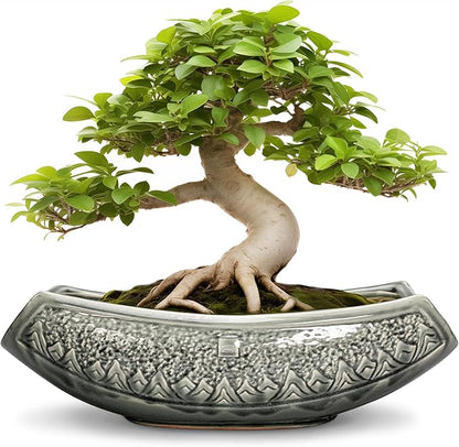 Bonsai Pots 18 Inch