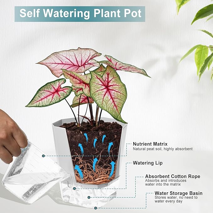 3 Pack Self Watering Flower Pots 6.5 Inch, Plant Pots