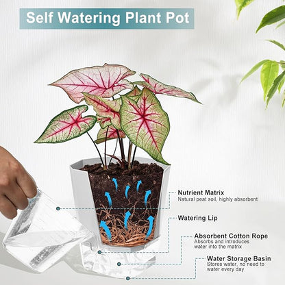 3 Pack Self Watering Flower Pots 6.5 Inch, Plant Pots