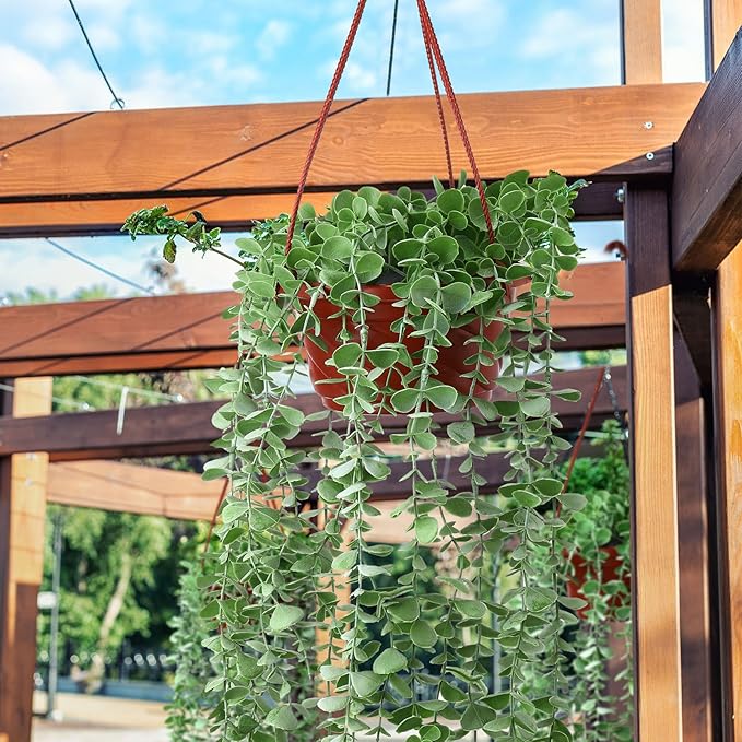 Tioncy 50 Pcs Plastic Hanging Planter Round Hanging Pot