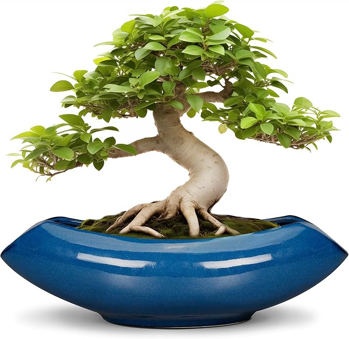 Bonsai Tree Pot 18 Inch