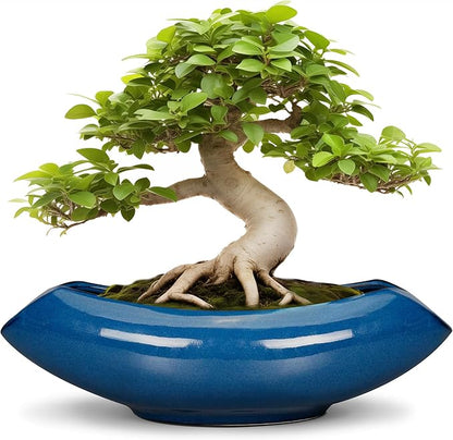 Bonsai Tree Pot 18 Inch