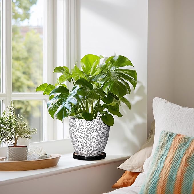 Ceramic Plant Pots
