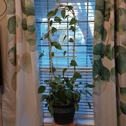 10 Pack 4ft U-Shape Bamboo Trellis