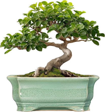 Bonsai Tree Pot 11.6 Inch
