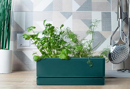 D'vine Dev 12 Inch Window Box Planter, Rectangle Plastic Herb Planter