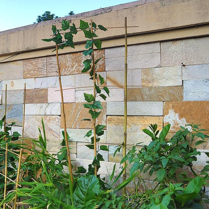 10 Pack 3ft Bamboo Trellis for Climbing Plants