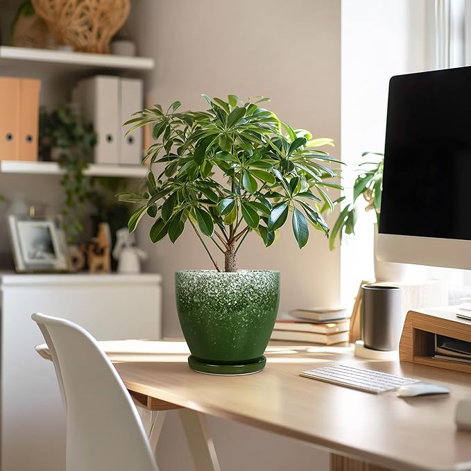 6 Inch Plant Pot