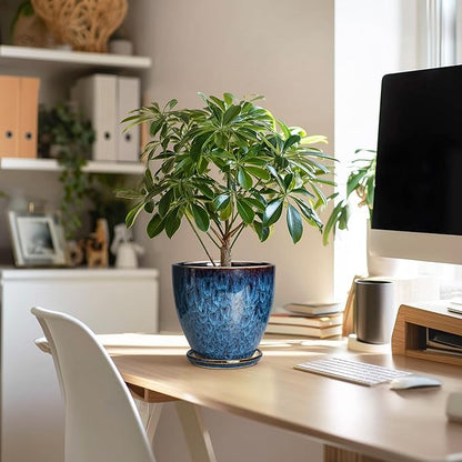 6 Inch Plant Pot