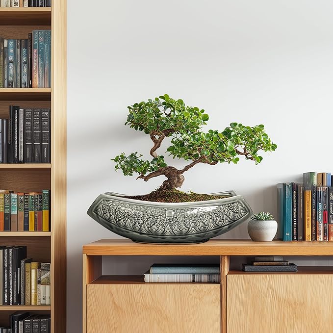 Bonsai Pots 18 Inch