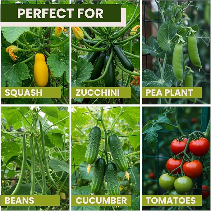 50x50 Cucumber Trellis for Raised Bed