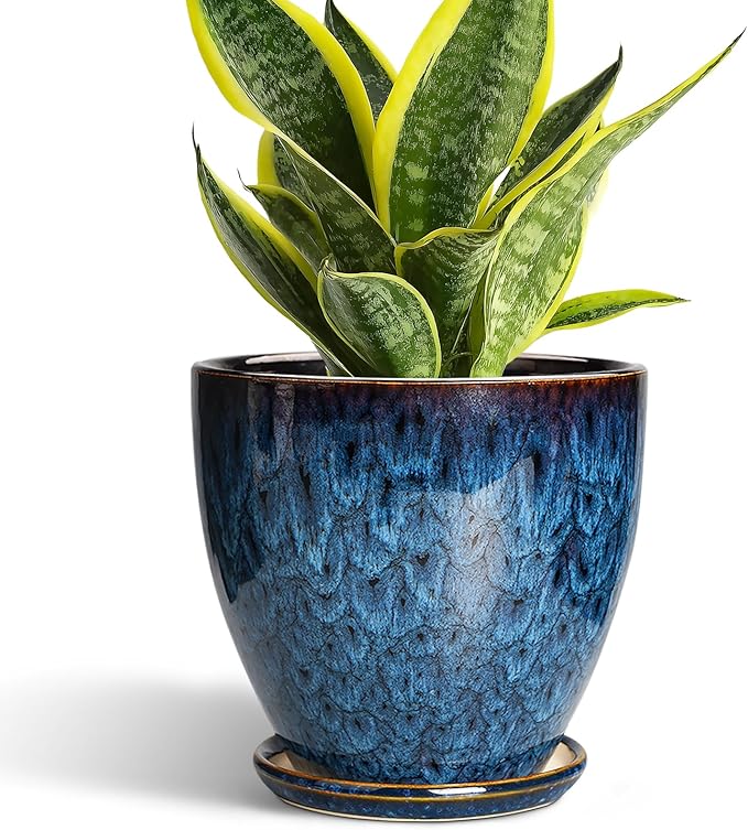 6 Inch Plant Pot