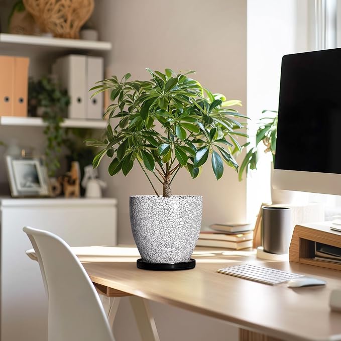 Ceramic Plant Pots